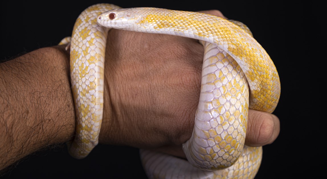 Keeping and Caring for Your Pet Snake